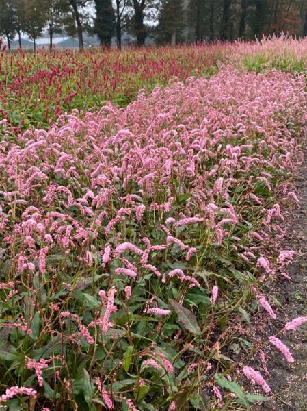 Persicaria amplexicaulis 'Pink Elephant ®' / Kerzen-Knöterich