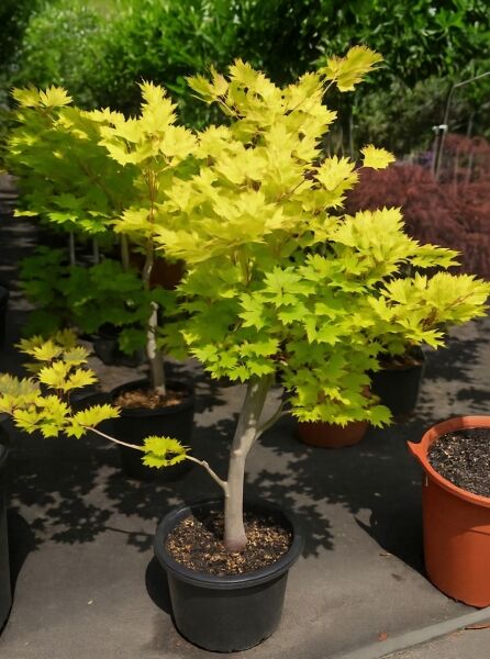 Acer shirasawanum 'Aureum' / Japanischer Gold-Ahorn 60-80 cm C15, Jungbaum im Topf mit gelbgrünem, gelapptem Laub