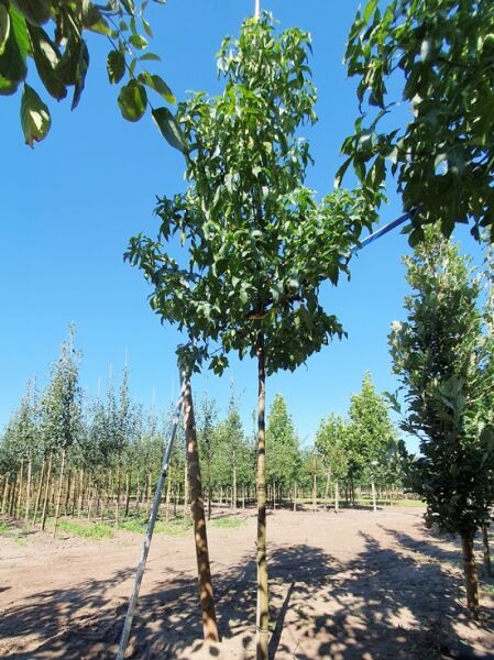 Liquidambar styraciflua 'Lane Roberts' – Amberbaum 'Lane Roberts' Hochstamm mit schlankem Stamm und grüner Krone im Feldbestand