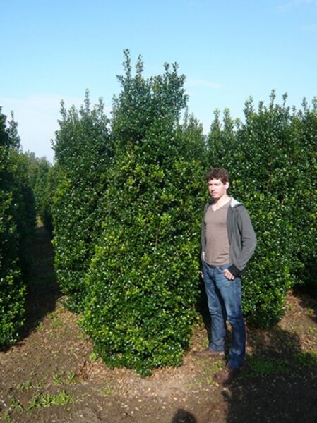 Stechpalme 'Heckenstar' / Stechpalme 'Heckenstar'