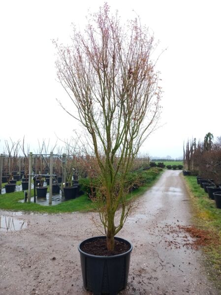 Japanischer Fächer-Ahorn Acer palmatum 'Ueno-yama' 300-350 cm C180, mehrstämmiger Ahorn im Container mit feinen Zweigen.