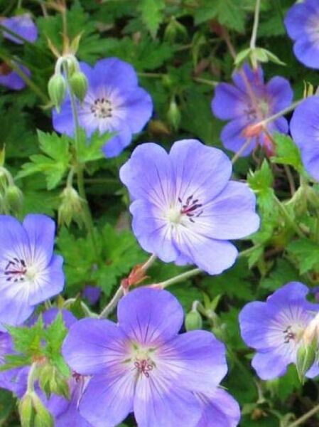 Garten-Storchschnabel 'Rozanne' / Geranium wallichianum 'Rozanne ®'