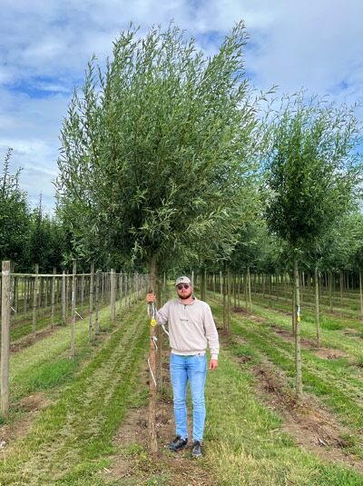 Salix alba 'Belders' / Weiß-Weide 'Belders' Hochstamm, 20–25 StU, mit geradem Stamm und dichter Krone im Feldanbau