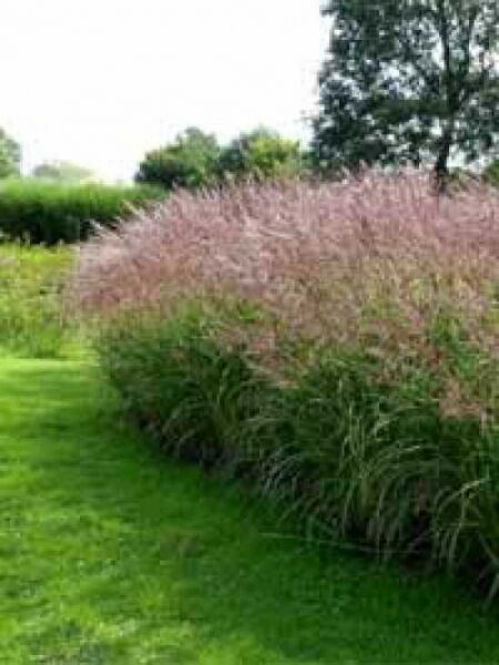 Miscanthus sinensis 'Ferner Osten' / Chinaschilf 'Ferner Osten'