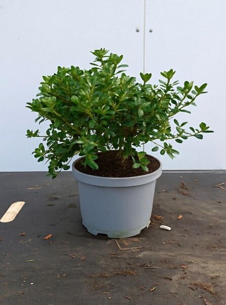 Japanische Azalee 'Silvester' (Rhododendron obtusum 'Silvester') im C2-Topf, 20–30 cm breit, grünes Laubwerk