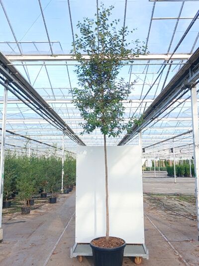 Quercus ilex (Stein-Eiche) Hochstamm 12-14 StU im Container, schlanker Stamm mit dichter, immergrüner Krone.