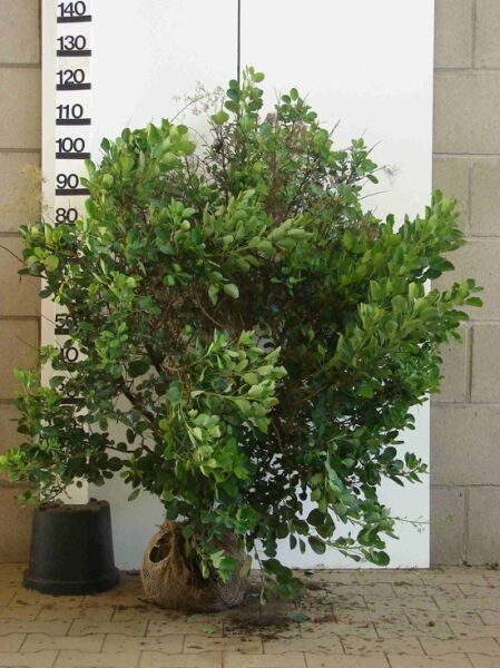 Perückenstrauch (Cotinus coggygria) 'Young Lady®' 100–125 cm, mehrstämmiger Strauch mit grünem Laub, Ballenware (m. B.)