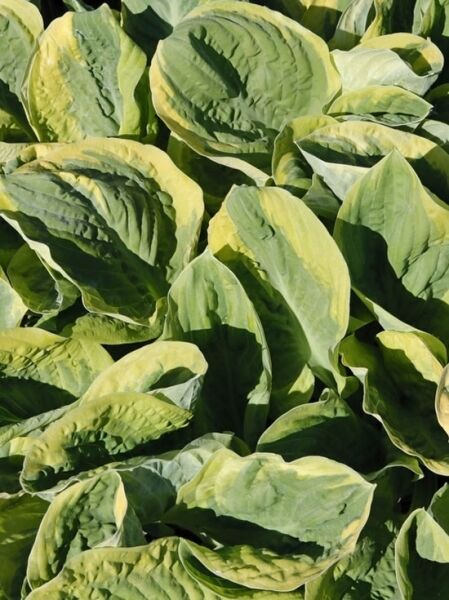 Gelbgrüne Funkie &#039;Carnival&#039; / Hosta &#039;Carnival&#039;