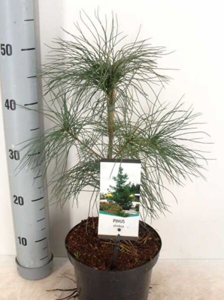 Pinus strobus (Weymouths-Kiefer) Strobe 40-50 cm C3, junge Kiefer im Topf mit langen, weichen Nadeln.