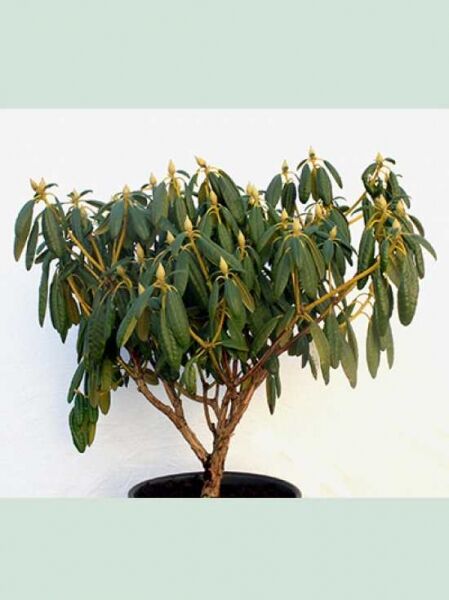 Rhododendron (Rhododendron brachycarpum) 'P. M. A. Tigerstedt' 70–80 cm, Solitärstrauch im Topf mit grünem Laub und Knospen