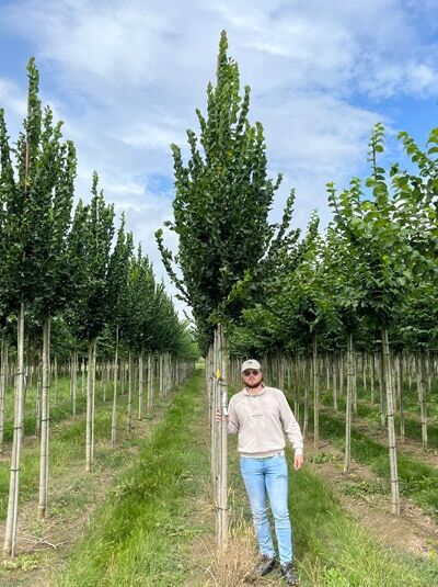 Säulen-Ulme 'Columella' Hochstamm 14-16 StU, Ulmus 'Columella', schlanker Baum mit aufrechtem Wuchs und dichtem Laub
