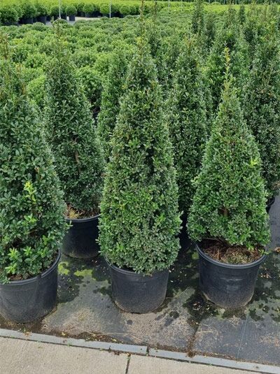 Ilex crenata 'Dark Green'® Kegel / Buchsblättrige Japanische Hülse, kegelförmig im schwarzen Topf (C20), 80–100 cm