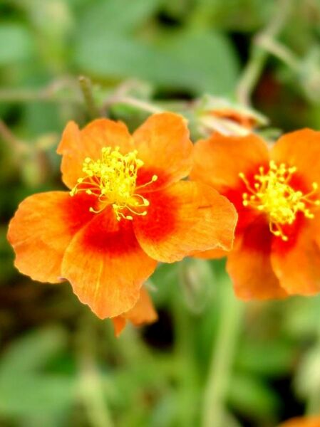 Helianthemum cultorum Bronzeteppich  /