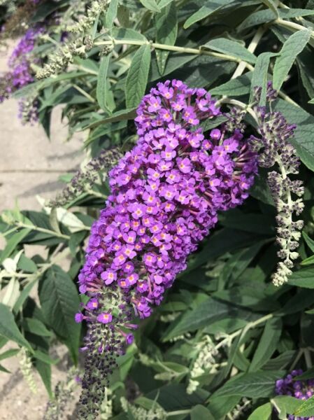 Sommerflieder 'Purple Chip' ®  / Schmetterlingsstrauch 'Purple Chip' ®  / Buddleja 'Purple Chip' ® 