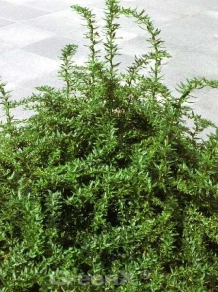 Berberis frikartii 'Amstelveen' / Immergrüne Kugelberberitze 'Amstelveen'