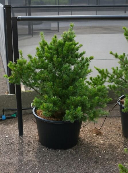 Pinus parviflora „Negishi“ (kompakte blaue Mädchenkiefer), 100–125 cm, im Container C65, dicht verzweigter Nadelbaum.