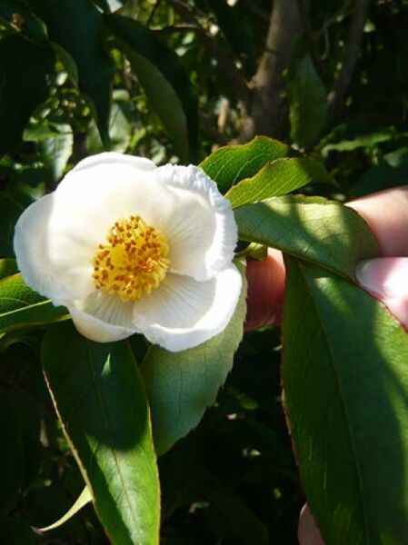 Japanische Scheinkamelie / Sommerkamelie / Stewartia pseudocamellia