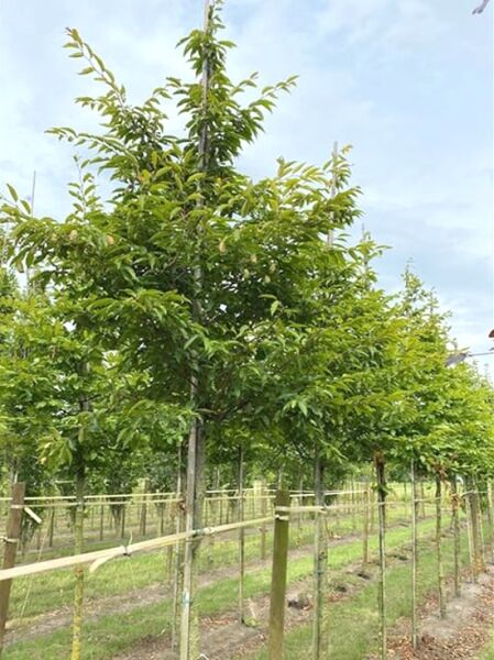 Japanische Hainbuche (Carpinus japonica) Hochstamm 14-16 StU mit Drahtballen, laubtragender Baum mit rundlicher Krone