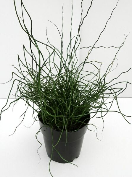 Flatter-Binse (Juncus effusus 'Spiralis') C5 im schwarzen Topf, grüne korkenzieherartig gedrehte, fadenförmige Halme.