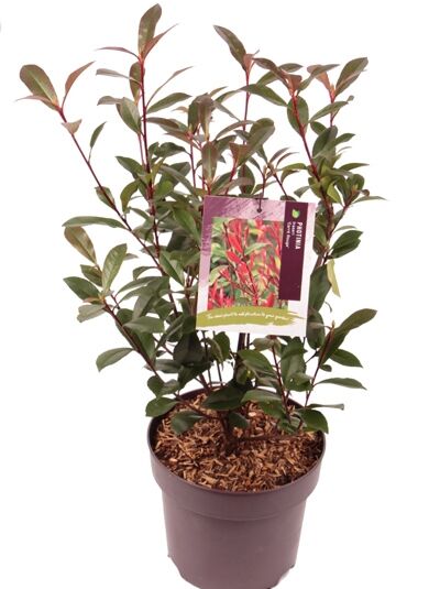 Kompakte Glanzmispel 'Carre Rouge' / Glanzmispel 'Carré Rouge' - Photinia fraseri 'Carre Rouge'