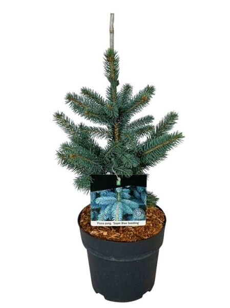 Blaufichte 'Super Blue Seedling' / Picea pungens 'Super Blue Seedling'