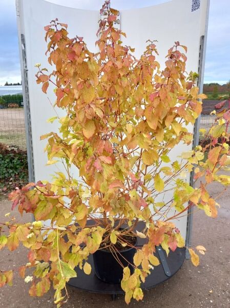 Roter Hartriegel Cornus sanguinea 'Midwinter Fire' 150-175 cm C20, mehrtriebiger Strauch im Container mit gelb-rötlichem Laub