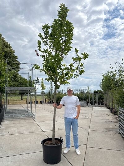 Magnolia kobus (Kobus-Magnolie) Hochstamm 18-20 StU im Container, junger Baum mit Stamm und belaubter Krone im Topf.