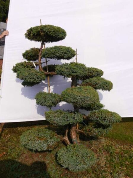 Juniperus squamata 'Blue Carpet' H: 150 cm B: 130 cm / Garten-Bonsai (0098)