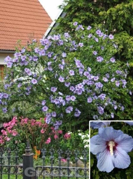 Roseneibisch 'Blue Bird ®' / Hibiscus syriacus 'Oiseau Bleu ®' / 'Blue Bird ®'