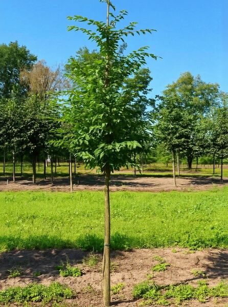 Carpinus japonica, Japanische Hainbuche Hochstamm 12-14 StU m. Db., junger Baum mit schlankem Stamm und grüner Krone