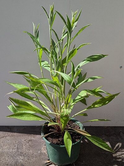 Wiesen-Flockenblume / Centaurea jacea
