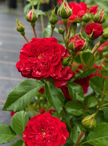 Strauchrose 'Crimson SILUETTA' ® / Strauchrose 'Crimson SILUETTA' ®