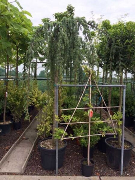 Cedrus libani 'Glauca Pendula' (Trauer-Libanon-Zeder) als Hochstamm 14-16 StU im Container, hängender Wuchs im Baumschulquartier.