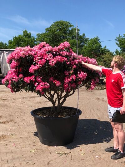 Rhododendron 'Sneezy' H: 160 cm B: 220 cm (6006) / Rhododendron 'Sneezy' H: 160 cm B: 220 cm (6006)
