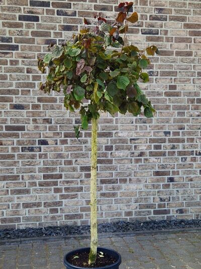 Corylus avellana 'Red Majestic ®' (Blut-Korkenzieher-Hasel) als Hochstamm, rotgrünes Laub, 110 cm Stamm, C20-Topf.
