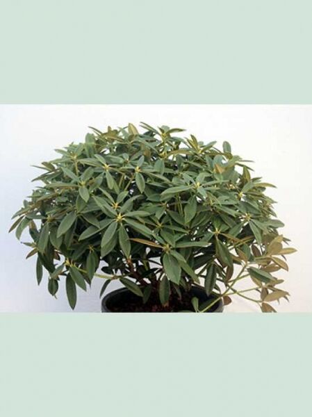Rhododendron 'Berliner Liebe' / Rhododendron insigne 'Berliner Liebe'