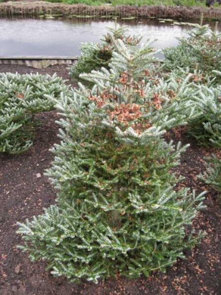 Abies koreana 'Silver Show' / Korea-Tanne 'Silver Show', 100-125 cm m. B., Nadelgehölz mit silbrigem Austrieb im Topf.