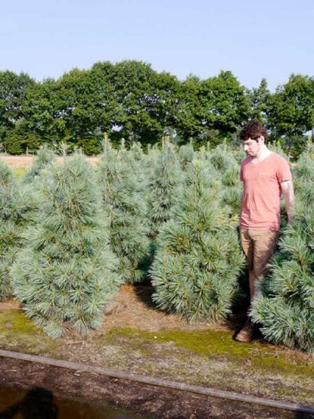 Pinus wallichiana 'Densa Hill' / Tränen-Kiefer 'Densa Hill' 150-175 cm m. B., buschiger Nadelbaum mit blaugrünen Nadeln