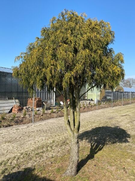 Gelbe Fadenzypresse Chamaecyparis pisifera 'Sungold', 250–275 cm, mehrstämmig, Schirmform, gelbgrünes hängendes Laub