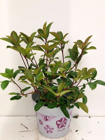 Kalmia latifolia 'Sterntaler' (Lorbeerrose) im Topf, 25–30 cm, C4, immergrüner Strauch mit dunkelgrünen Blättern