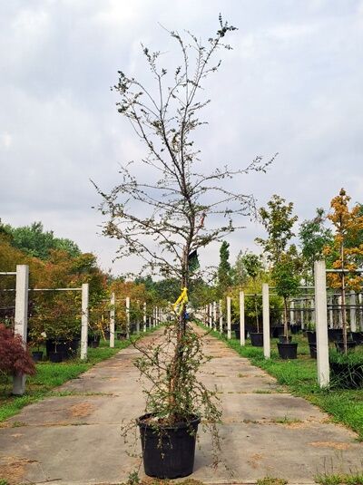Antarktische Scheinbuche 250-300 cm - Nothofagus antarctica (876248)