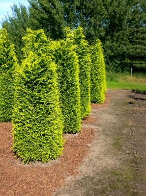 Zypressen / Cupressus gnstig in Top-Baumschulqualitt kaufen