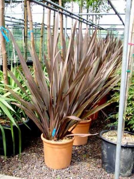 Roter Neuseeländer-Flachs / Phormium tenax 'Purpureum'