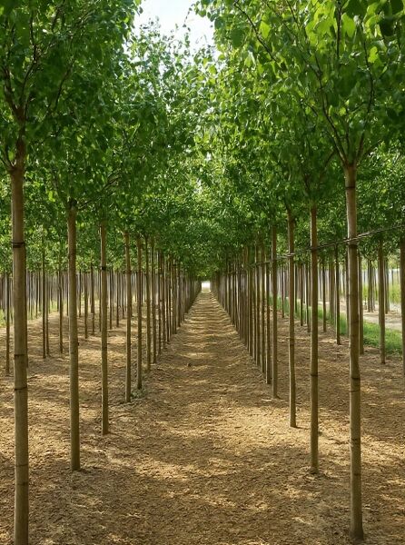 Birne „Gräfin von Paris“ (Pyrus communis „Gräfin von Paris“), Hochstamm 16–18 StU mit Drahtballen in Baumschulreihe