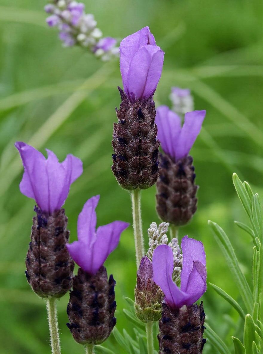 elfbar elfa kaufen Lavendel Rauchen – Alles was du wissen musst