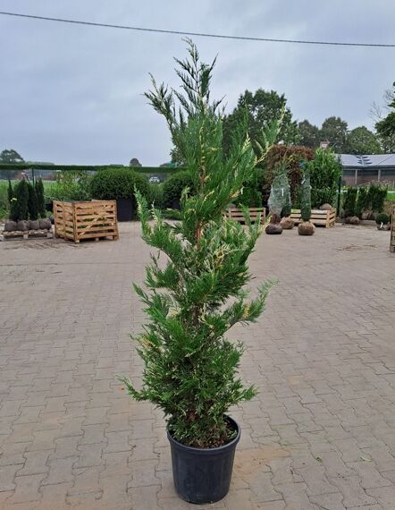 Weißbunte Leyland-Zypresse (Cupressocyparis leylandii 'Variegata') im Container C12, schlanker Wuchs, grün-weiß panaschierte Triebe, 150–175 cm