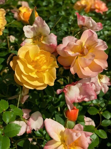 Rosa 'Sedana ®' / Bodendeckerrose 'Sedana' mit gelben bis apricotfarbenen, halbgefüllten Blüten und grünem Laub