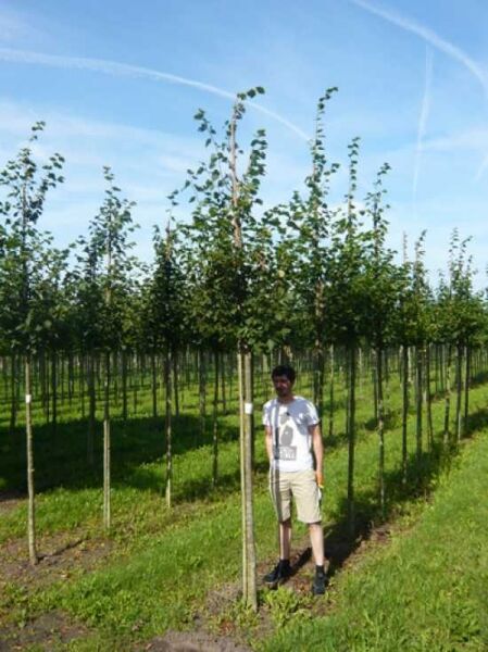 Tilia cordata 'Rancho' / Kleinkronige Winter-Linde