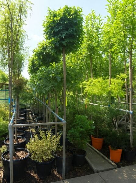 Quercus palustris 'Green Dwarf' (Kugelsumpfeiche) als Hochstamm im Container, runde Krone, ca. 200 cm Stamm 12-14 StU.