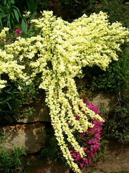 Zwergelfenbein-Ginster (Cytisus kewensis) mit überhängenden Trieben und cremegelben Blüten im Gartenbeet.